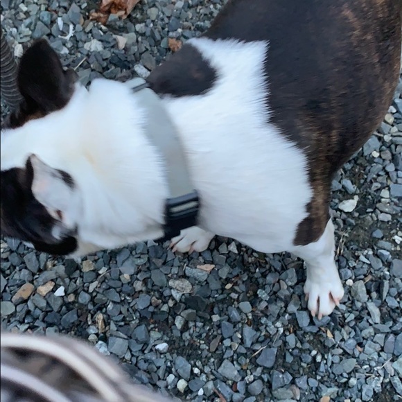 Meet your Posher, Lexi - Picture 1 of 1